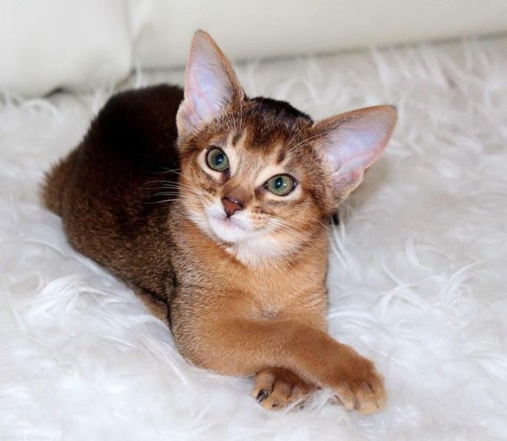 Познакомились с редкими породами кошек у жителей Березовского района