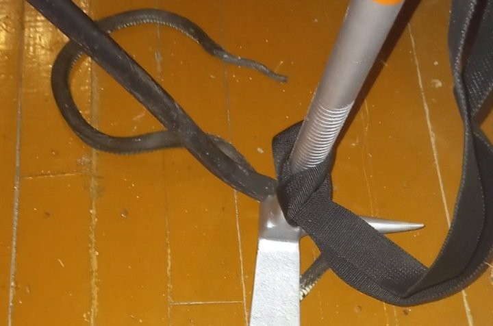 Змея заползла в частный дом в Брестской области