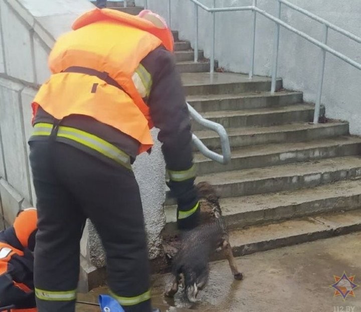 Из реки Мухавец брестские спасатели достали тонувшую собаку