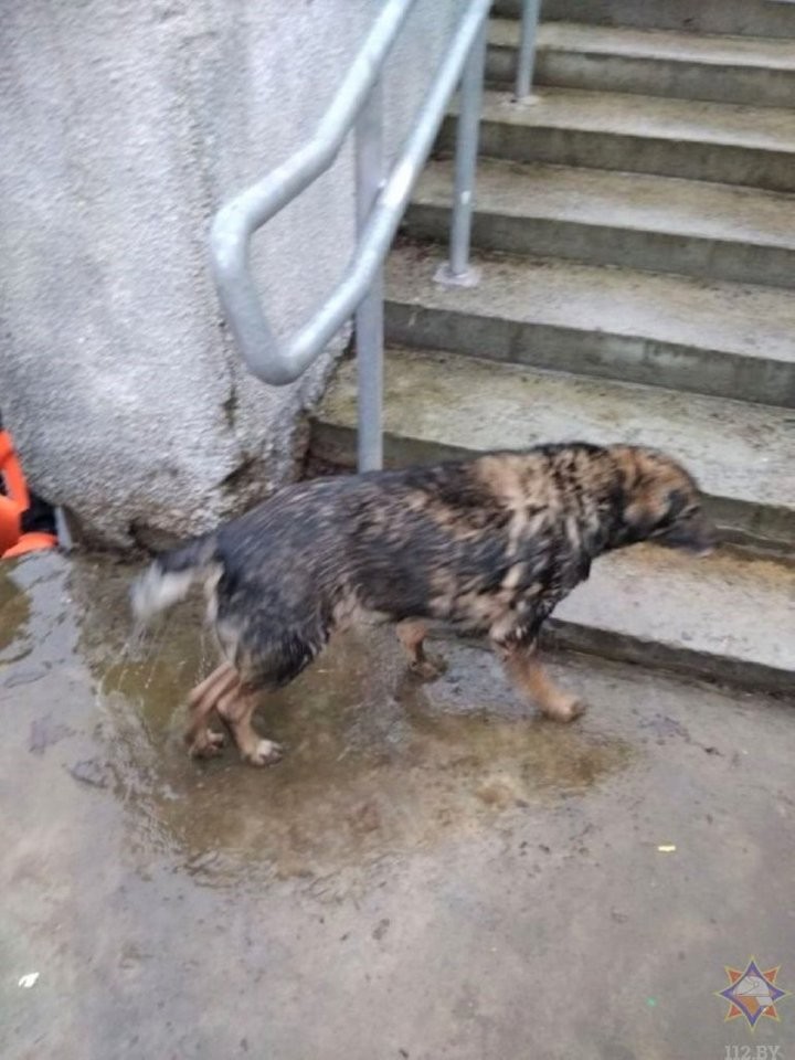 Из реки Мухавец брестские спасатели достали тонувшую собаку