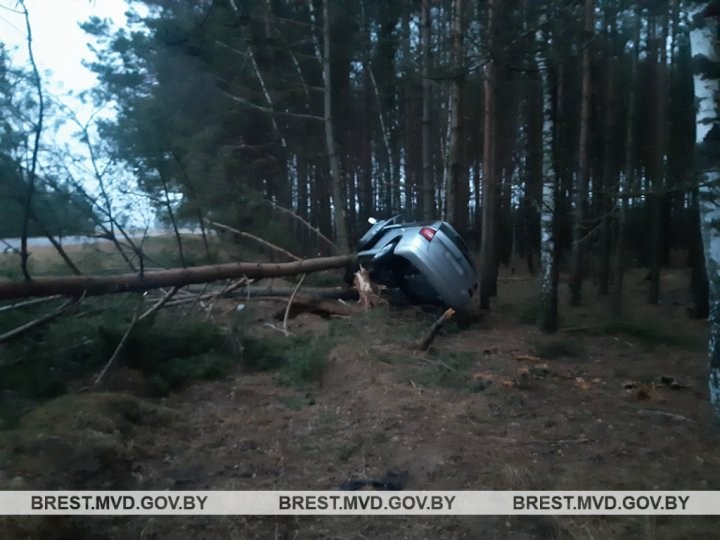 Юная бесправница совершила наезд на придорожное дерево. Подробности ДТП в Каменецком районе