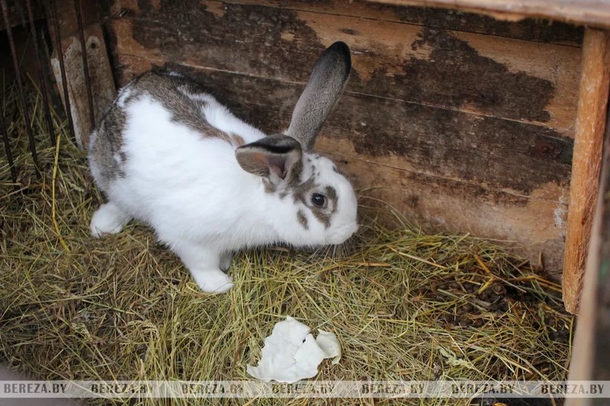 С пушистыми друзьями в новый год: как семья Медведь из Березовского района разводит кроликов