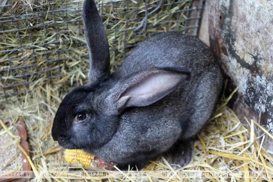 С пушистыми друзьями в новый год: как семья Медведь из Березовского района разводит кроликов