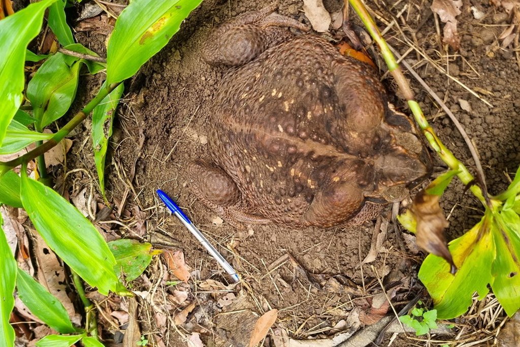 Тодзилла. Смотрите, как выглядит самая большая жаба в мире
