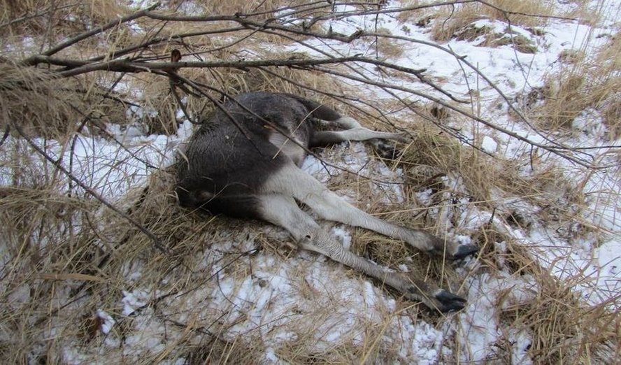 Незаконная охота в Столинском районе и ущерб свыше 57 тысяч рублей. Следователи раскрыли подробности