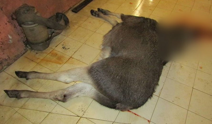 Незаконная охота в Столинском районе и ущерб свыше 57 тысяч рублей. Следователи раскрыли подробности