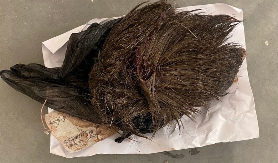 Незаконная охота в Столинском районе и ущерб свыше 57 тысяч рублей. Следователи раскрыли подробности