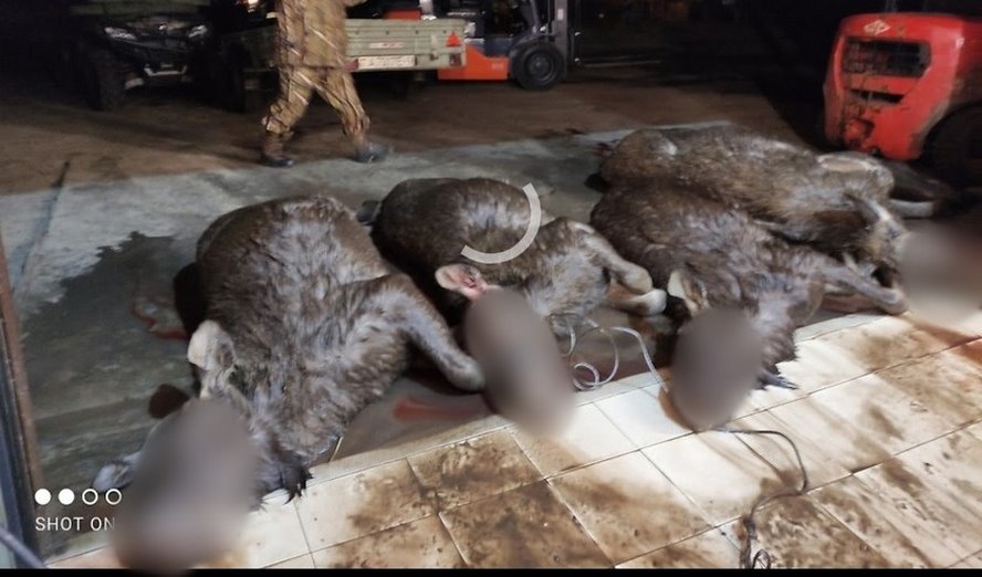 Незаконная охота в Столинском районе и ущерб свыше 57 тысяч рублей. Следователи раскрыли подробности