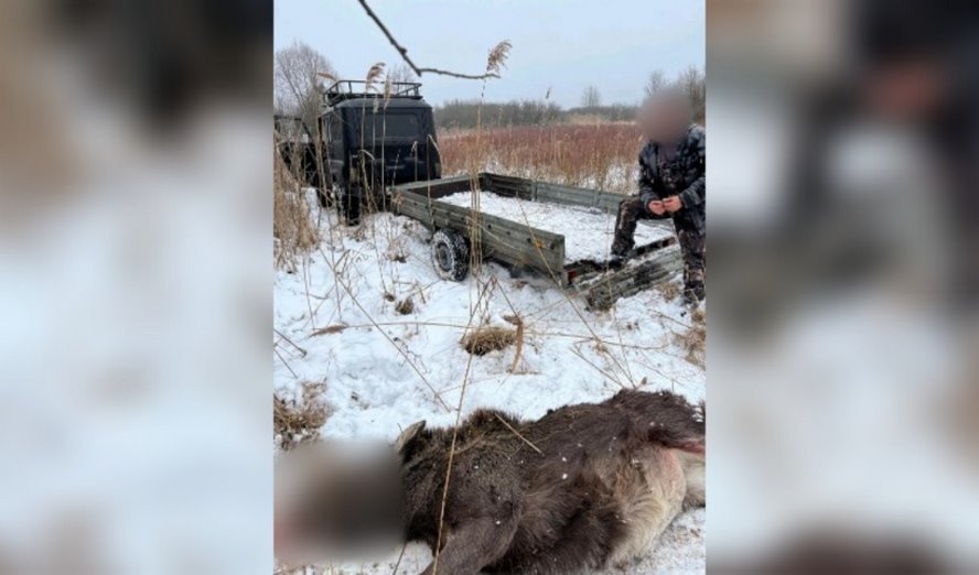 Незаконная охота в Столинском районе и ущерб свыше 57 тысяч рублей. Следователи раскрыли подробности