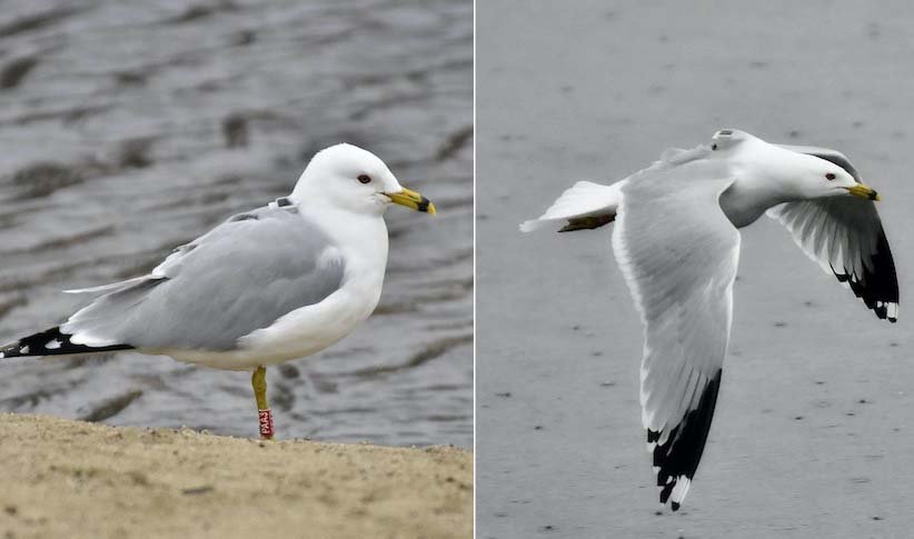 Белорусские орнитологи рассказали о самом необычном наблюдении 2022 года