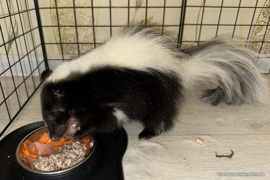 «Сладкая Булочка»: белоруска завела скунса и счастлива. А кто у вас?