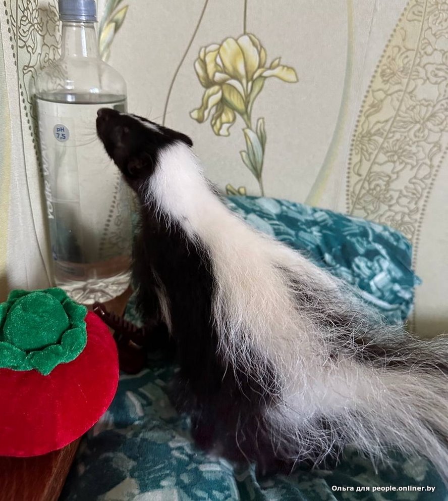 «Сладкая Булочка»: белоруска завела скунса и счастлива. А кто у вас?