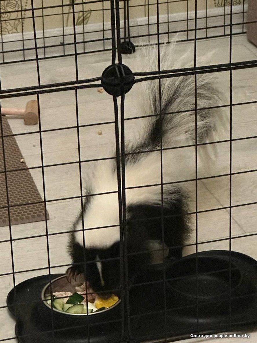 «Сладкая Булочка»: белоруска завела скунса и счастлива. А кто у вас?