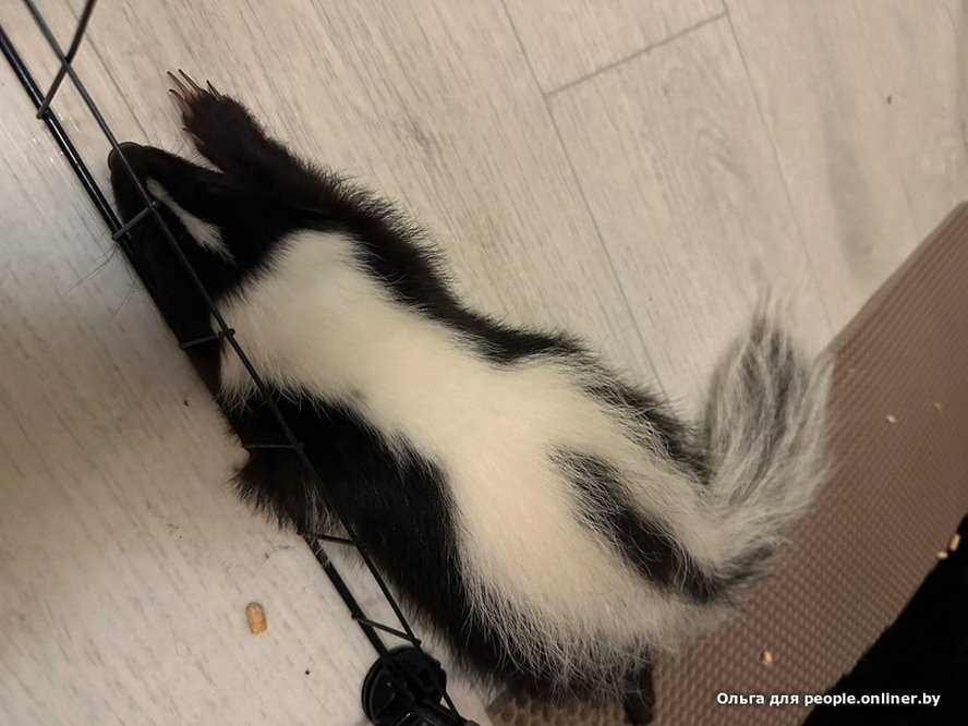 «Сладкая Булочка»: белоруска завела скунса и счастлива. А кто у вас?