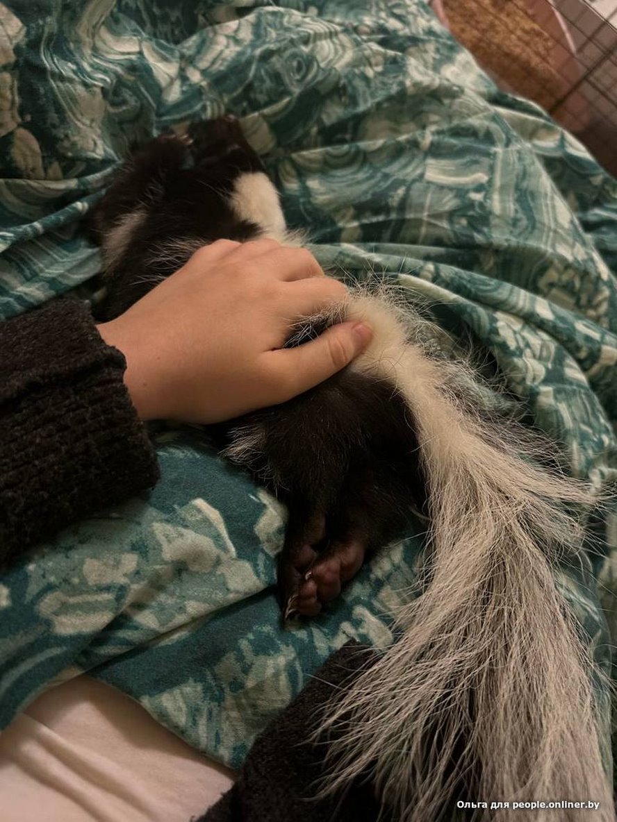 «Сладкая Булочка»: белоруска завела скунса и счастлива. А кто у вас?