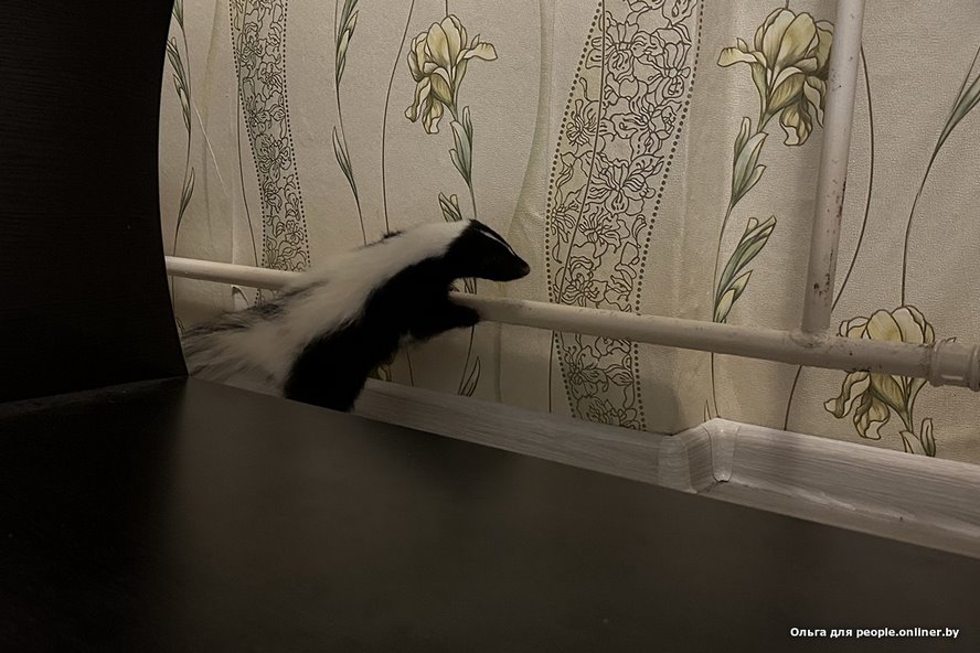 «Сладкая Булочка»: белоруска завела скунса и счастлива. А кто у вас?