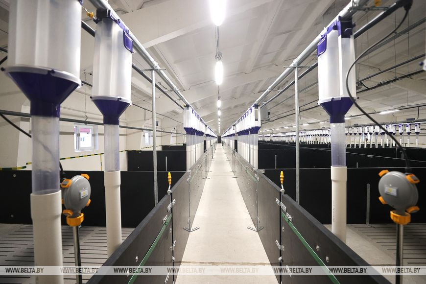 Новый свиноводческий комплекс построили в Пинском районе