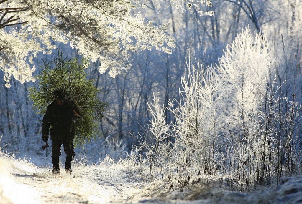 Как правильно брать из лесу елочку домой