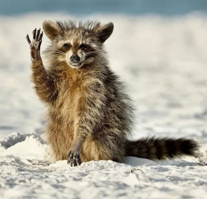 Какие фотографии животных признаны лучшими в 2022 году?