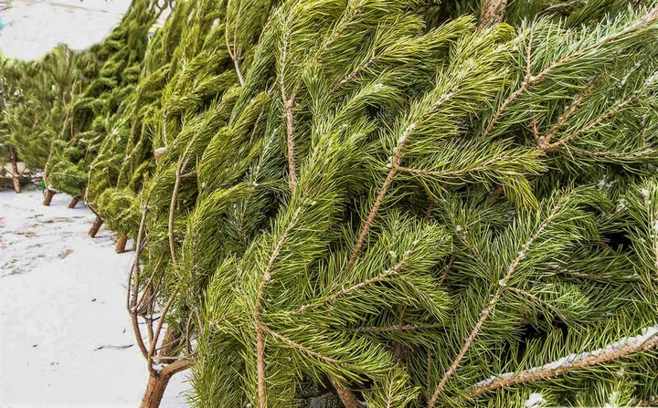 Фото из открытых источников (иллюстративное)