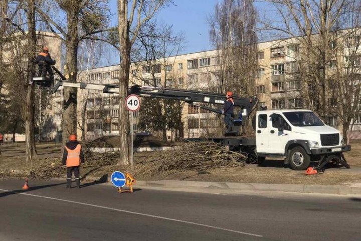 Брестские коммунальники используют любой погожий день, чтобы навести красоту на деревьях в городе