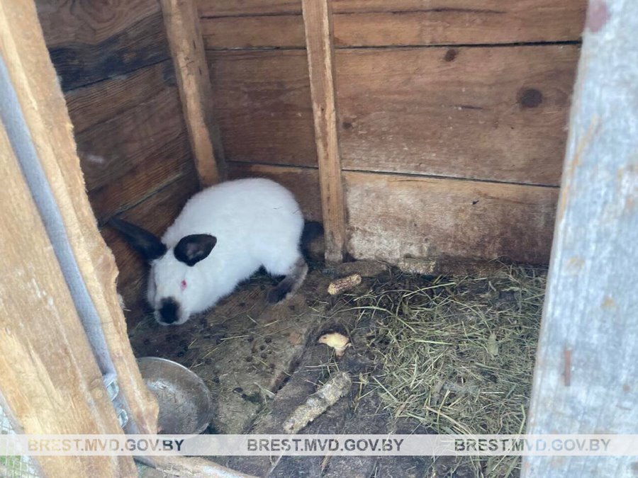 Двое жителей Ляховичского района украли кролика, чтобы купить водку