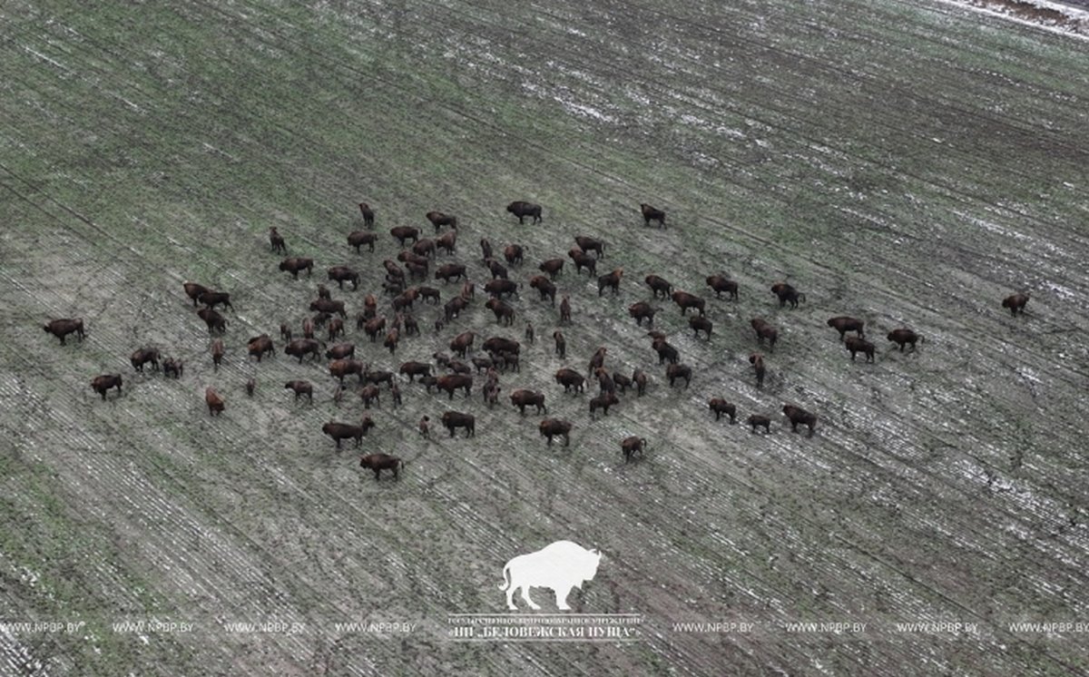 Зимнюю перепись зубров начали в Беловежской пуще