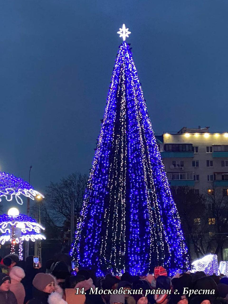 В Брестской области выбрали лучшую елку