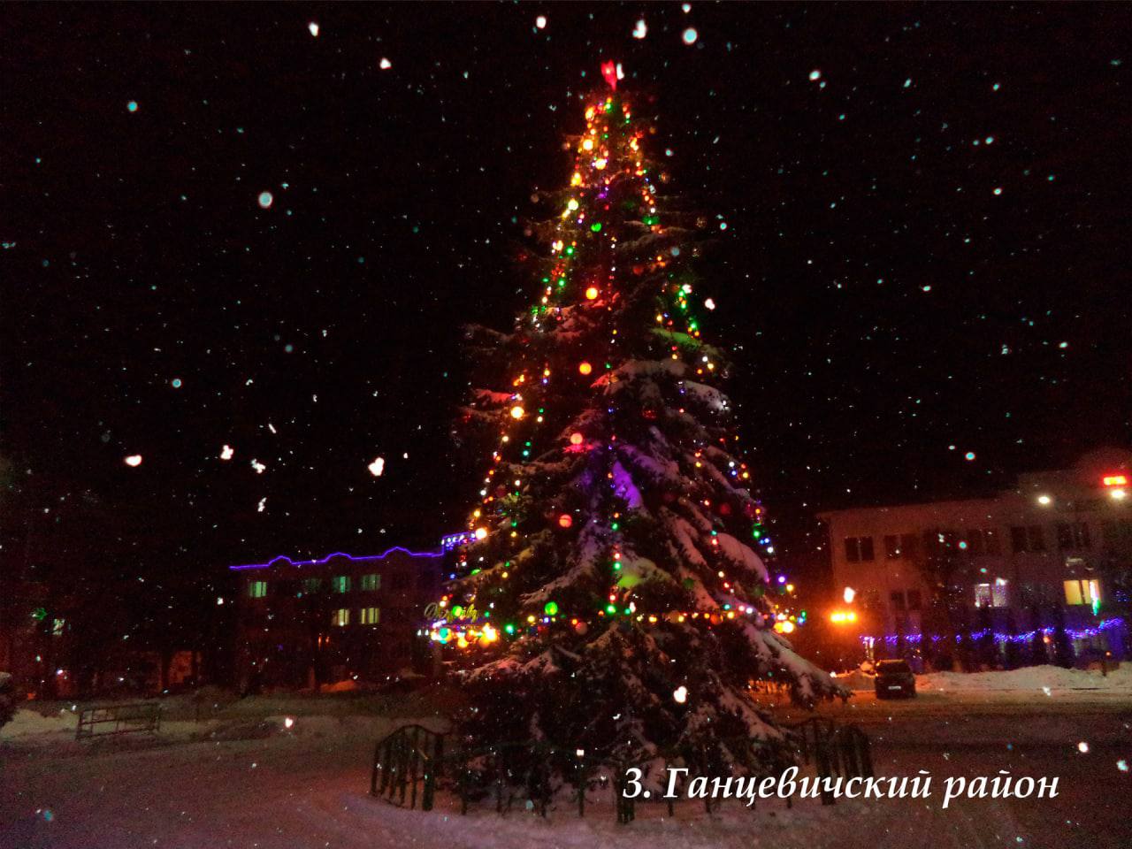 В Брестской области выбрали лучшую елку