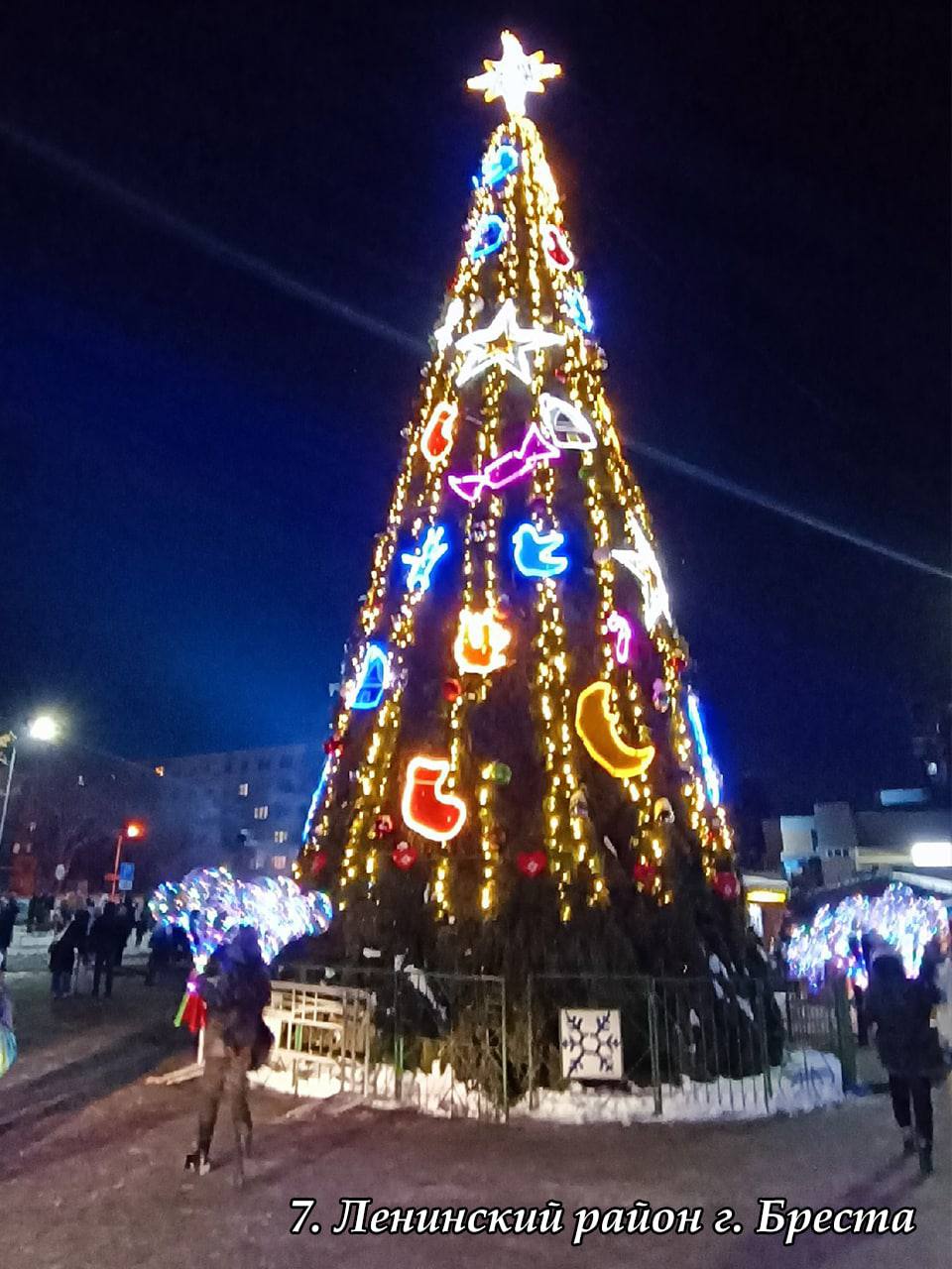 В Брестской области выбрали лучшую елку