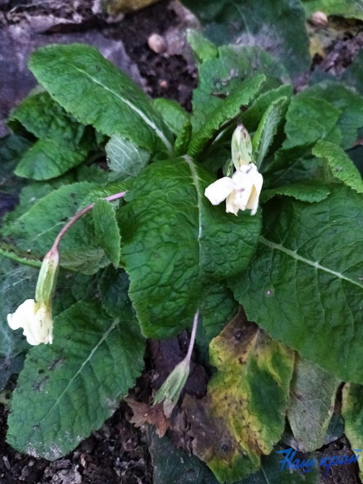 В Барановичах зацвела примула