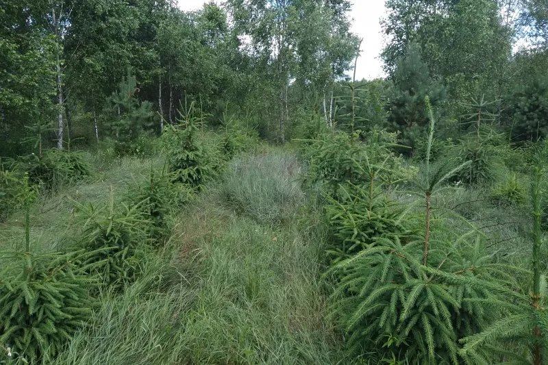 В лесу родили ёлочку. Метровая лесная красавица с момента посадки семян растет минимум 8 лет