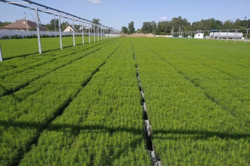 В лесу родили ёлочку. Метровая лесная красавица с момента посадки семян растет минимум 8 лет