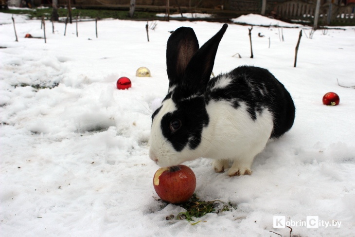 Ещё год назад у кобринчанки Натальи из питомцев были только кот и собака, а сейчас у неё уже более 50-ти кроликов