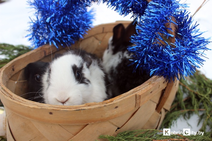Ещё год назад у кобринчанки Натальи из питомцев были только кот и собака, а сейчас у неё уже более 50-ти кроликов