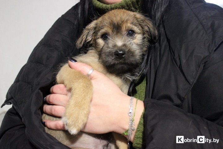 Кобринские байкеры поздравили с Новым годом одиноких животных и привезли им вкусные подарки