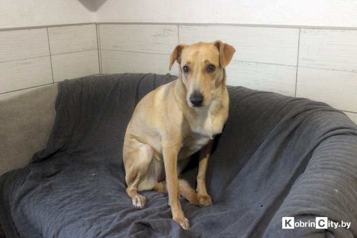 Кобринские байкеры поздравили с Новым годом одиноких животных и привезли им вкусные подарки