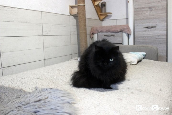 Кобринские байкеры поздравили с Новым годом одиноких животных и привезли им вкусные подарки