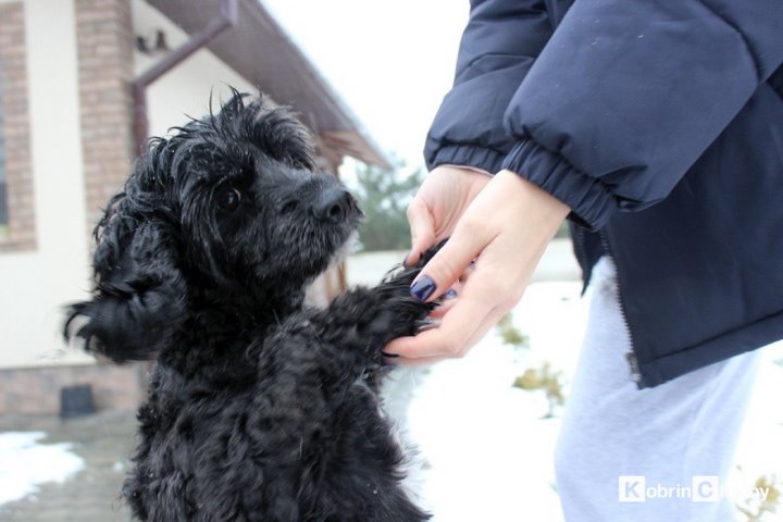 Кобринские байкеры поздравили с Новым годом одиноких животных и привезли им вкусные подарки