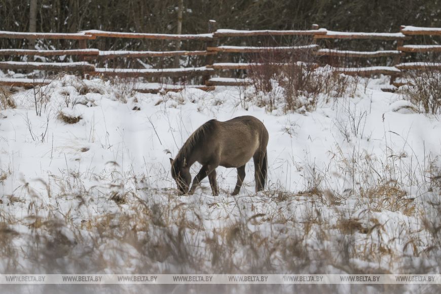 В заказнике «Споровский» туристам планируют показывать тарпанов и туров на вольном выпасе