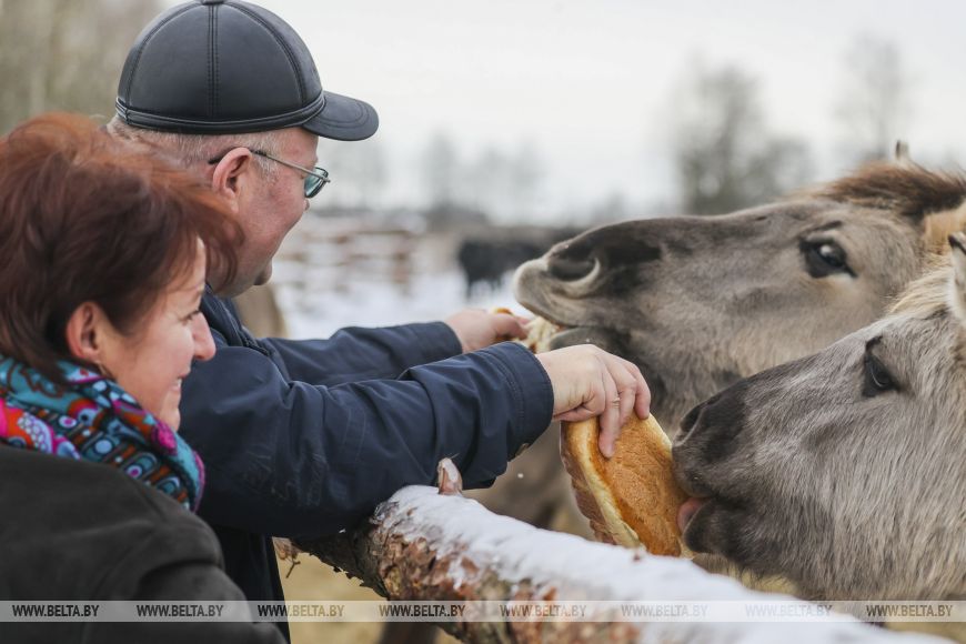 В заказнике «Споровский» туристам планируют показывать тарпанов и туров на вольном выпасе