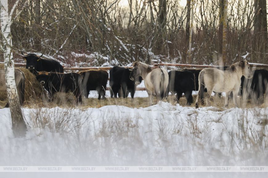 В заказнике «Споровский» туристам планируют показывать тарпанов и туров на вольном выпасе