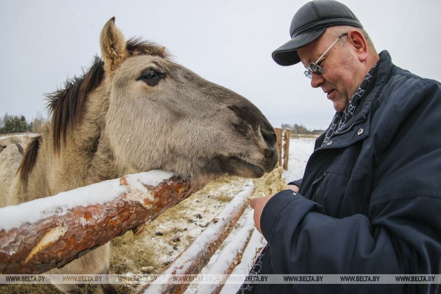 В заказнике «Споровский» туристам планируют показывать тарпанов и туров на вольном выпасе