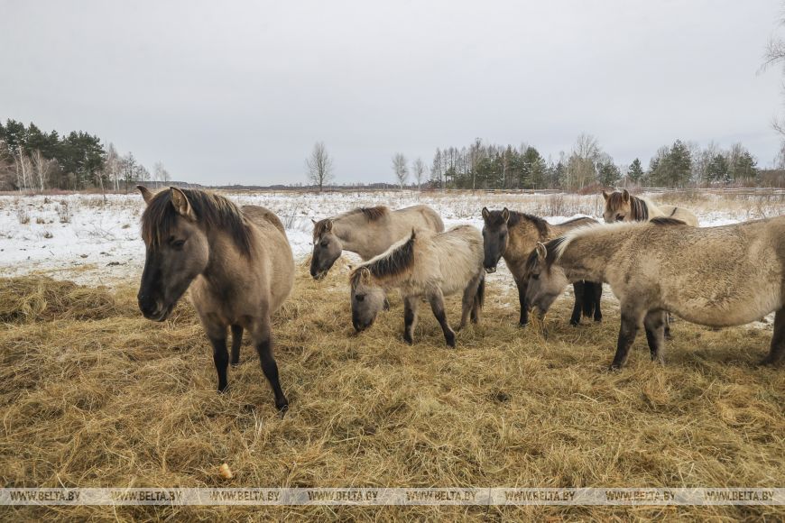 В заказнике «Споровский» туристам планируют показывать тарпанов и туров на вольном выпасе