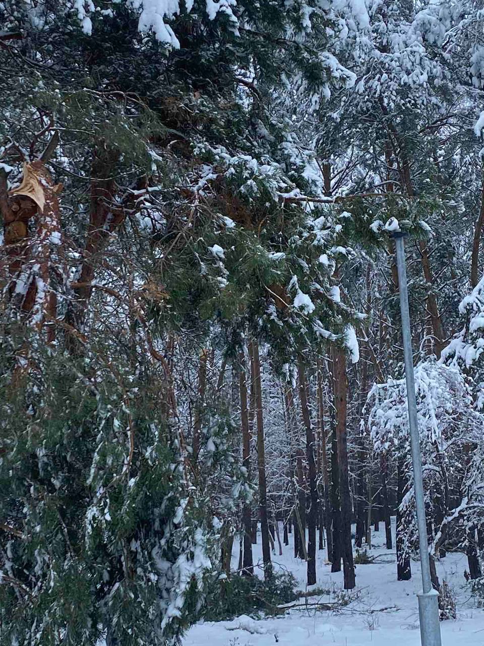 Жителей Бреста просят временно не ходить в парки. И вот почему