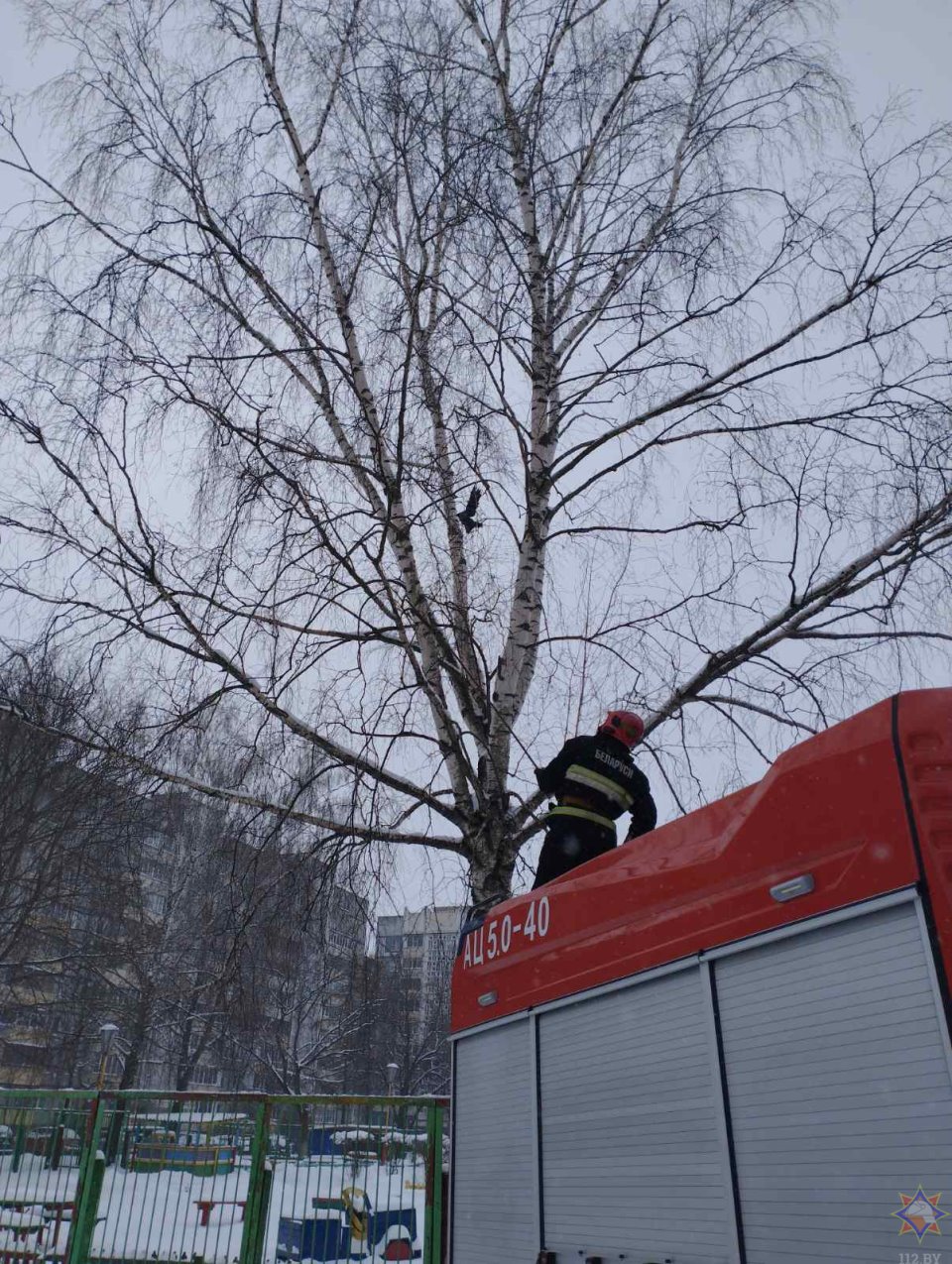 В Гомеле работники МЧС помогли вороне, которая застряла в ветках дерева