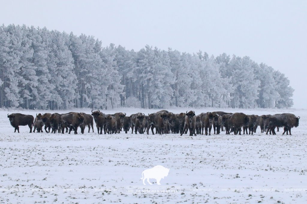 Беловежская пуща продала за границу несколько зубров. Кому?