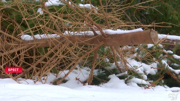 Ёлки получат вторую жизнь после праздников – в Бресте наладили систему утилизации
