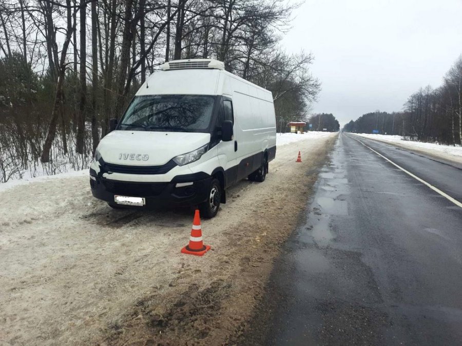 Водитель из Бреста сбил зайца