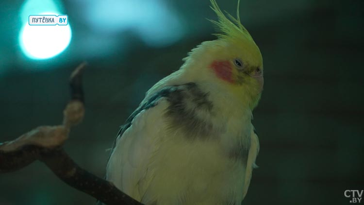 От тропиков до знойной пустыни. Вот какие самые необычные растения есть в Зимнем саду в Бресте